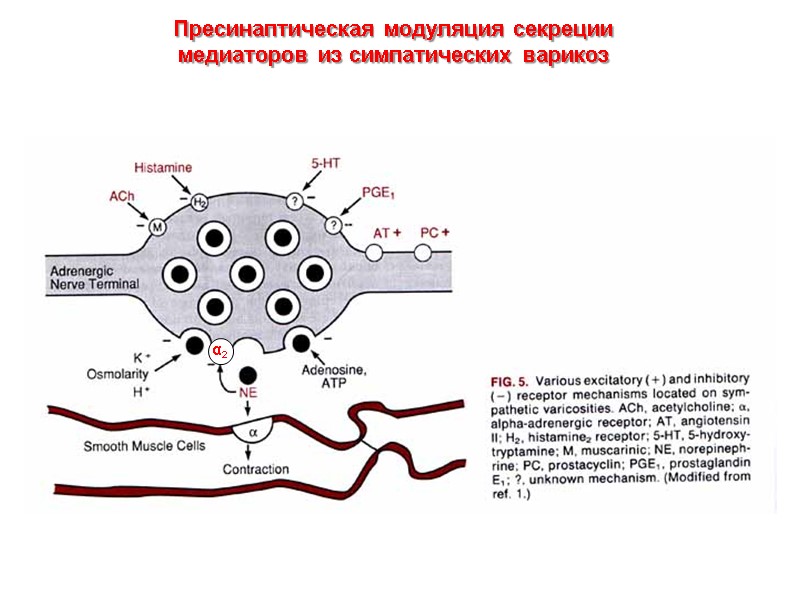 Пресинаптическая модуляция секреции медиаторов из симпатических варикоз